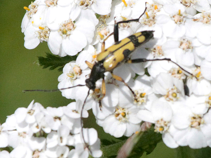 Rutpela maculata